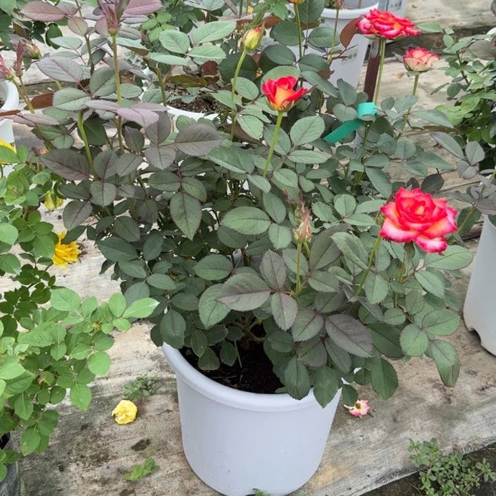 完全开放精品月季花一物一图