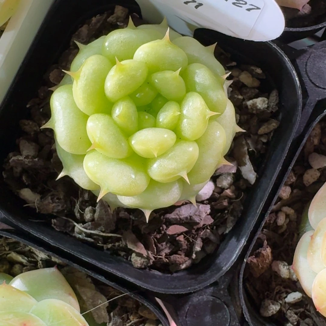 C****大0127-071-绿水鬼