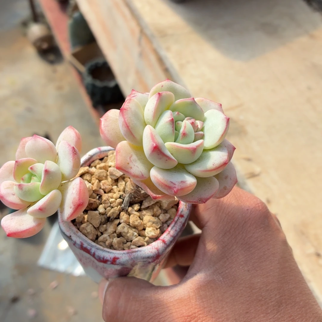 静***水是的呀哈哈是这样哈哈不错