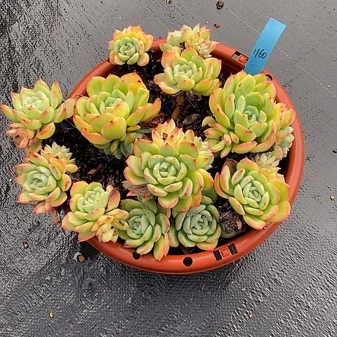 1160多肉植物老桩