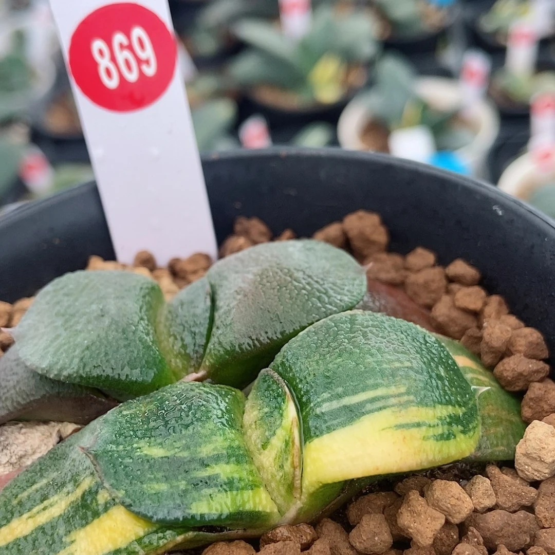 869卧牛实生锦带盆发货