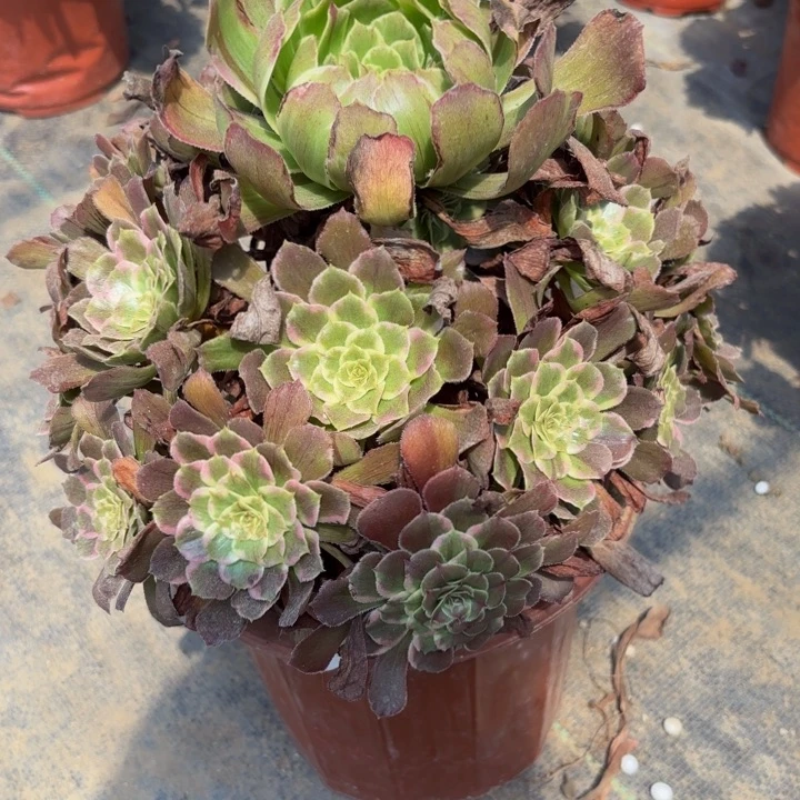 瑞妈多肉园艺466紫嫣