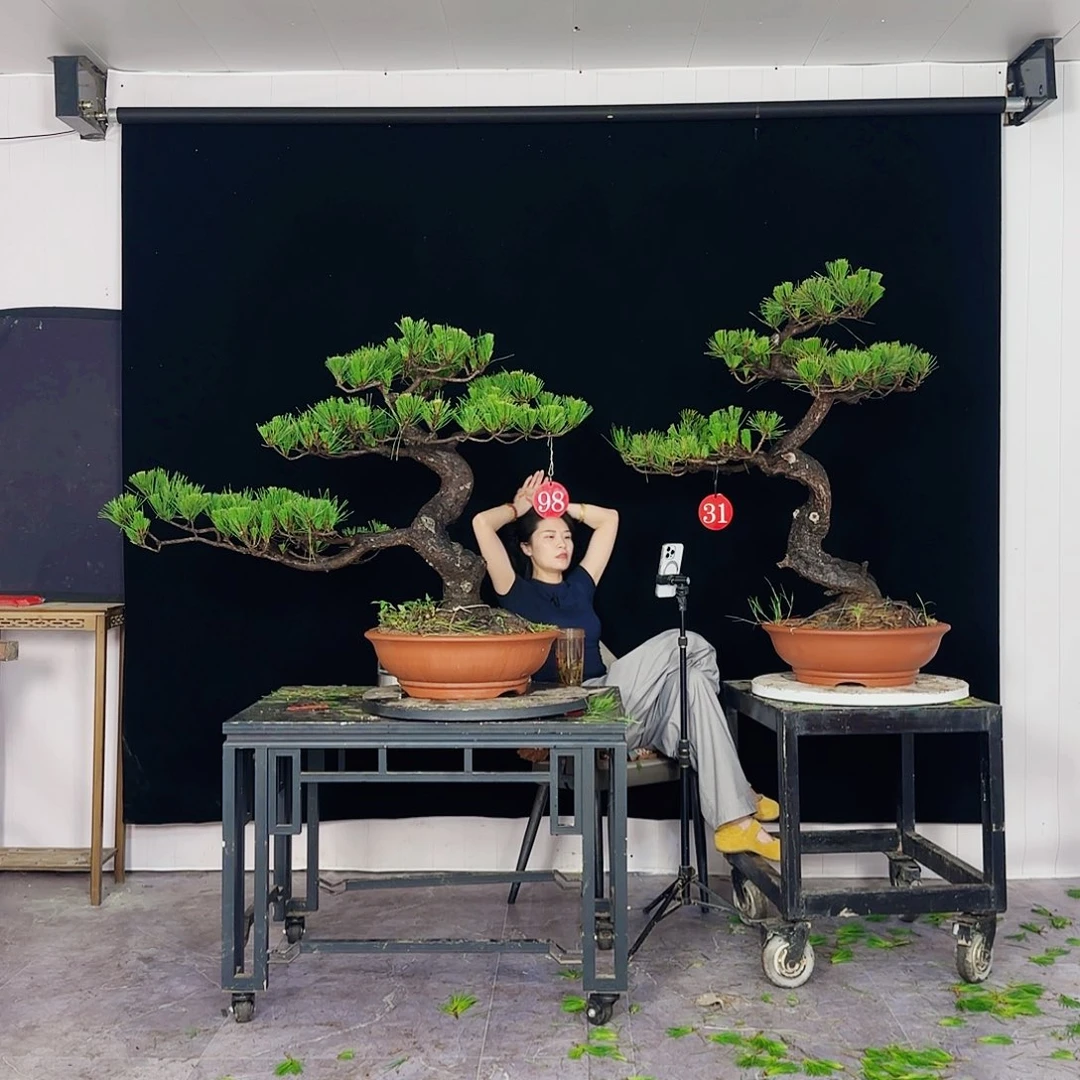 无花朵W****彬黑松盆景直播间