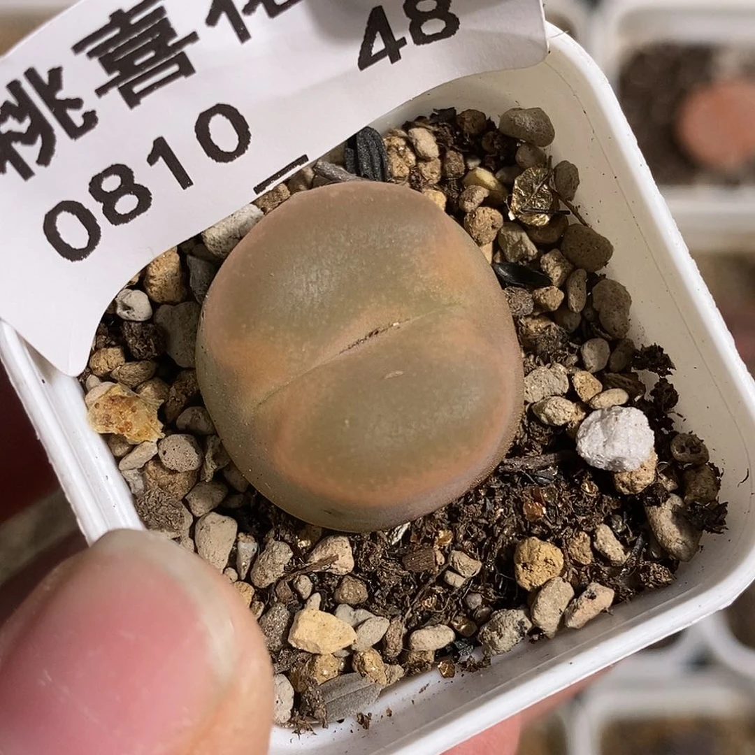 0810-48-福利毛一颗。