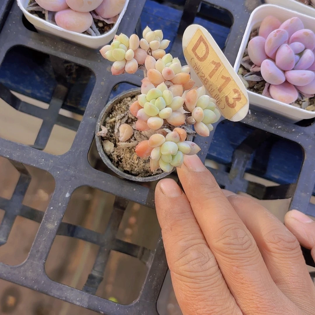 D113奶糖一物语拍