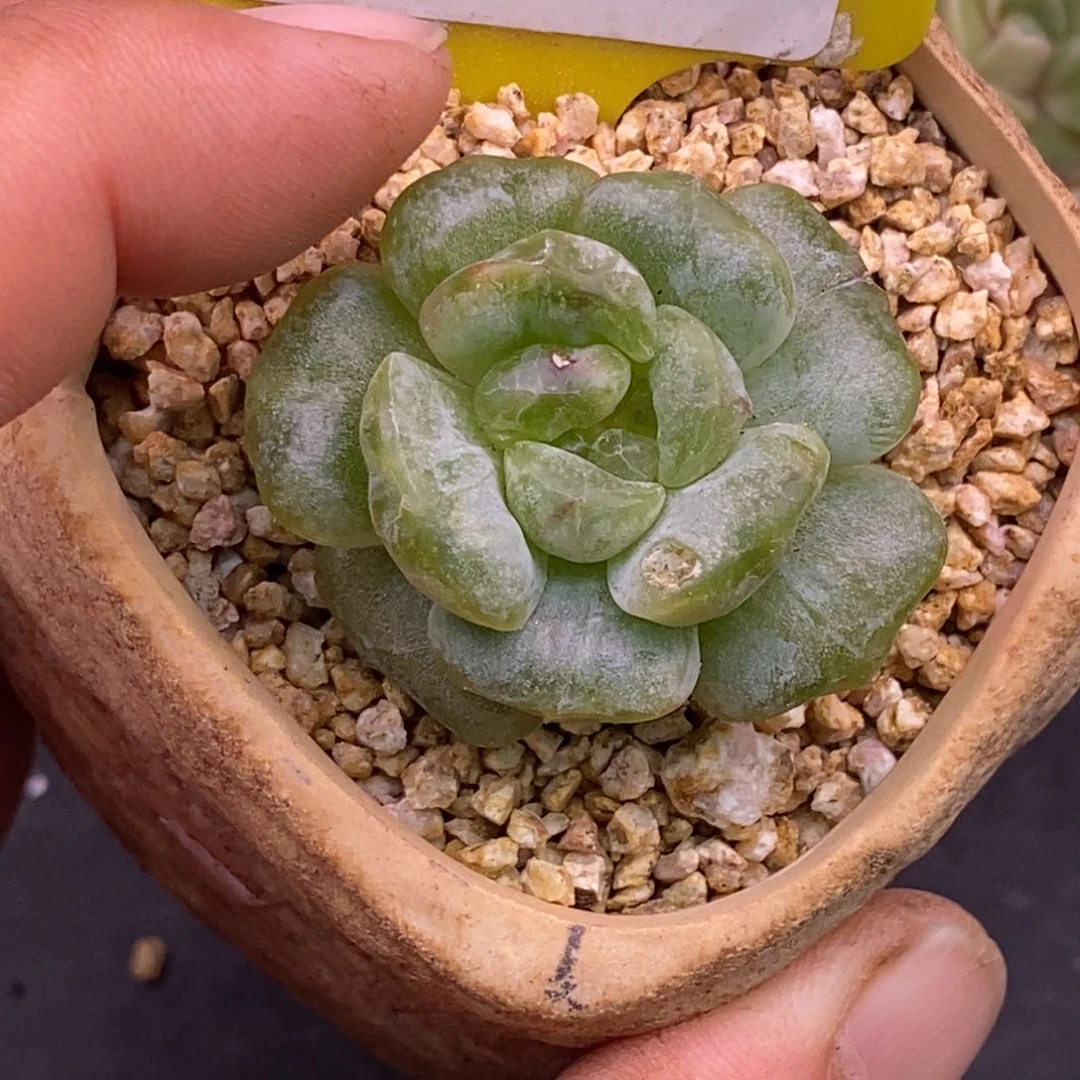 1114白恋拉丝石化变异