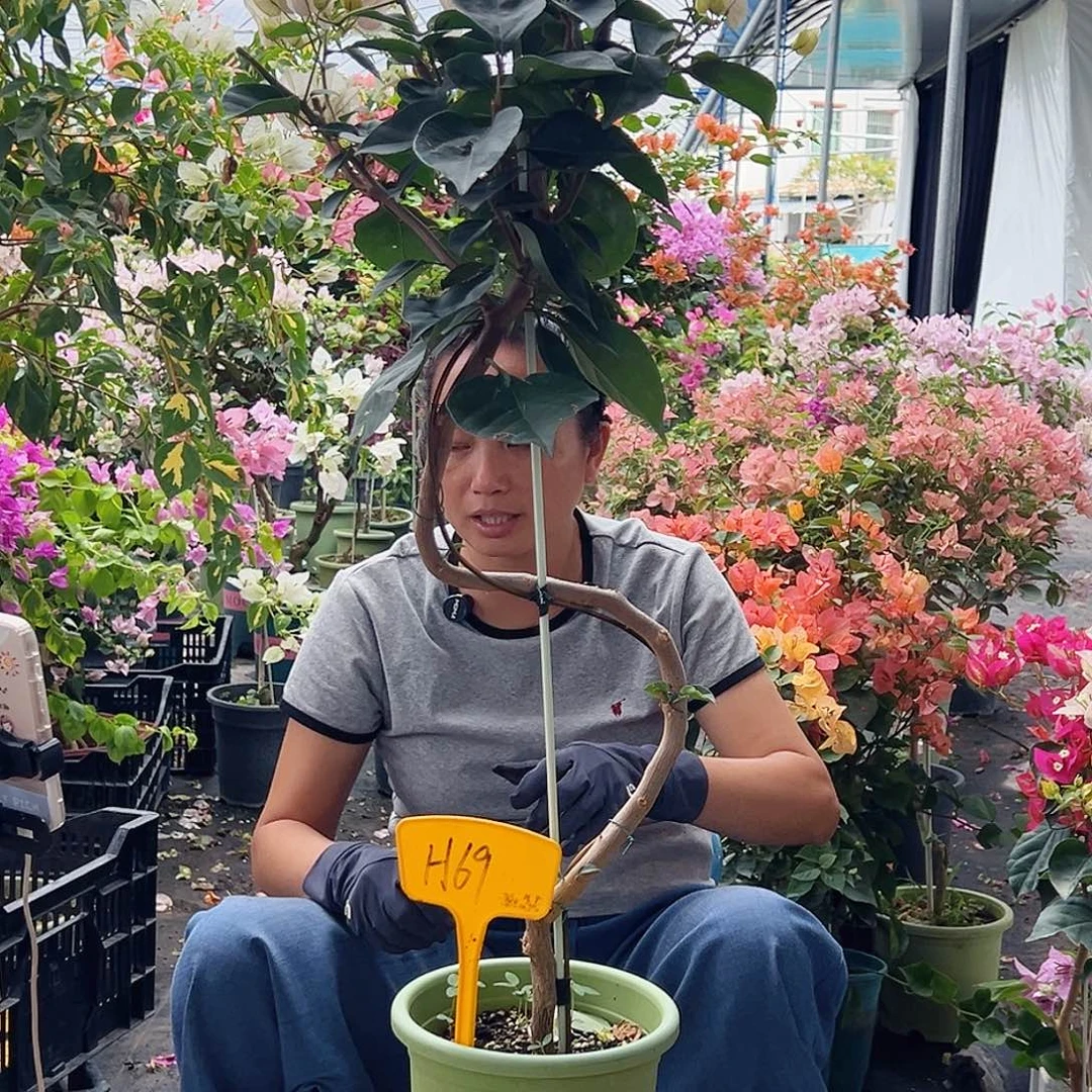 熊***姐大部分花苞少量开放H69彩卡