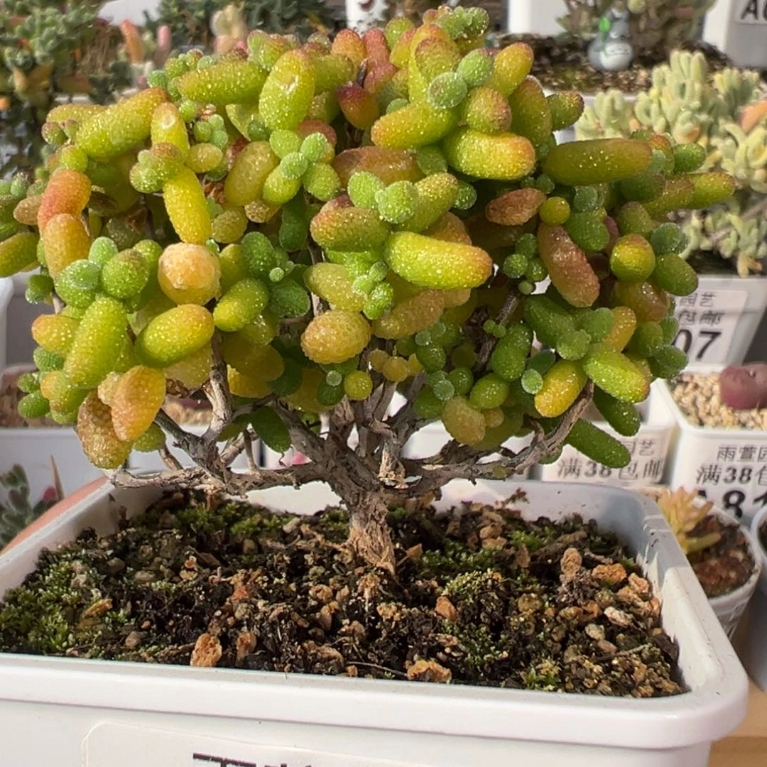 3-476枝干番杏多肉金桔小树七方盆老桩