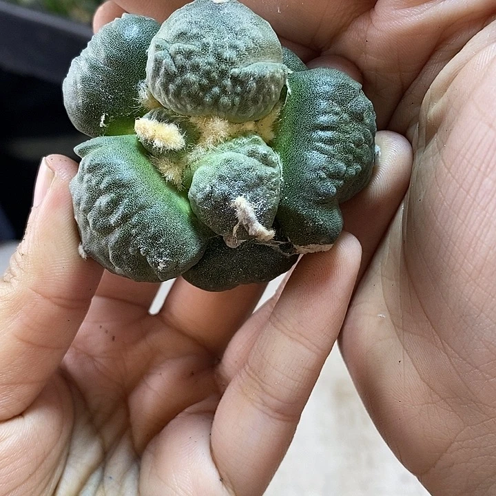 1号苗接蛋怒叉无根5.8公分