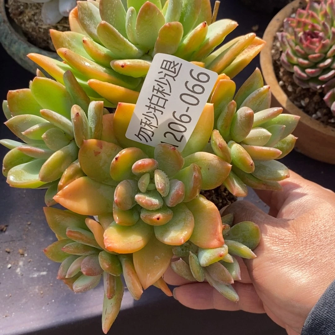 勿秒拍秒退1206-66海洋之心