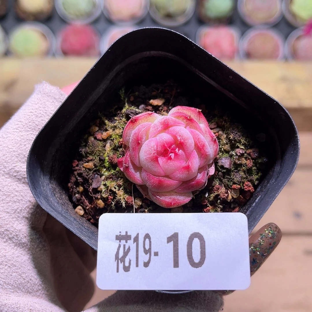 花利美19-10新品单头