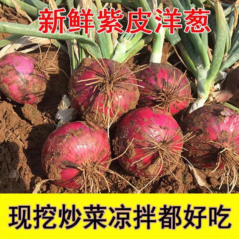【25年甘肃定西】沙土现挖现发水果洋葱清脆可口农家自种应季蔬菜