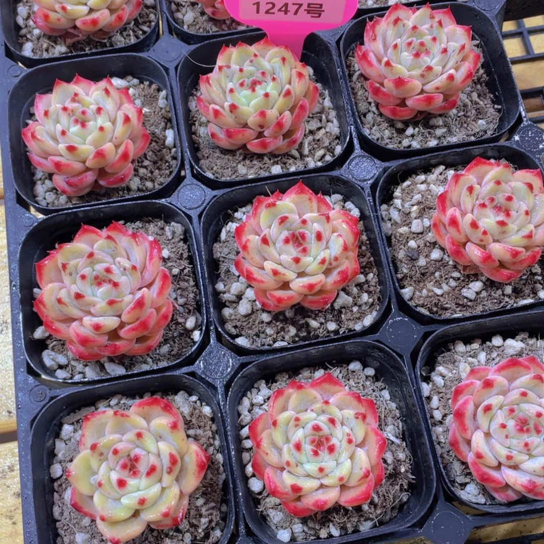 1247号 睫毛红爪爪精品一颗