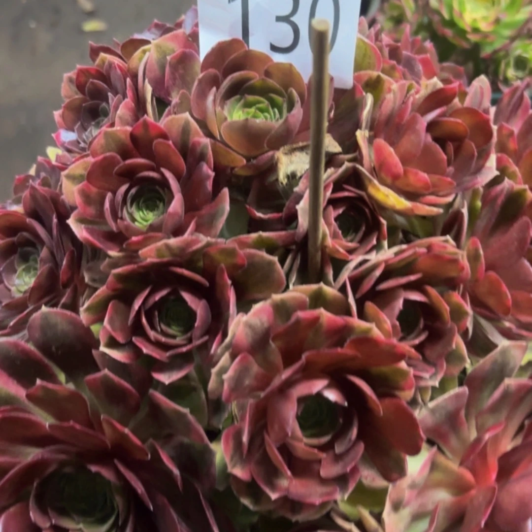 哈哈多肉葡萄福利130