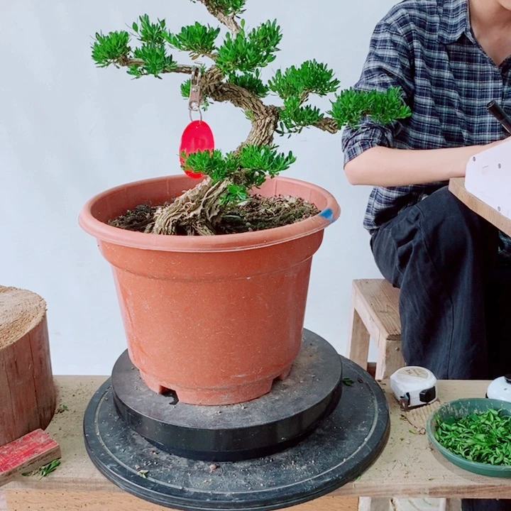 无花朵❦***果广东黄杨
