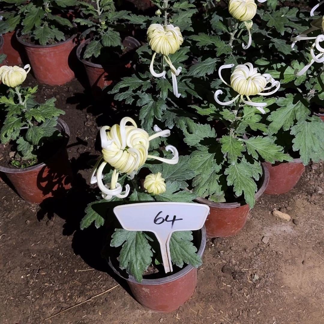 大部分花苞少量开放64