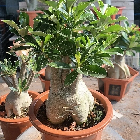 【闪购商品】纳*绿植