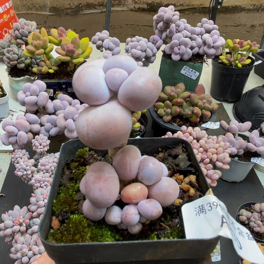 870/5cm芭比奶酪多肉植物