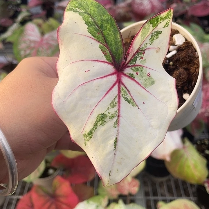 完全开放泰彩养定15