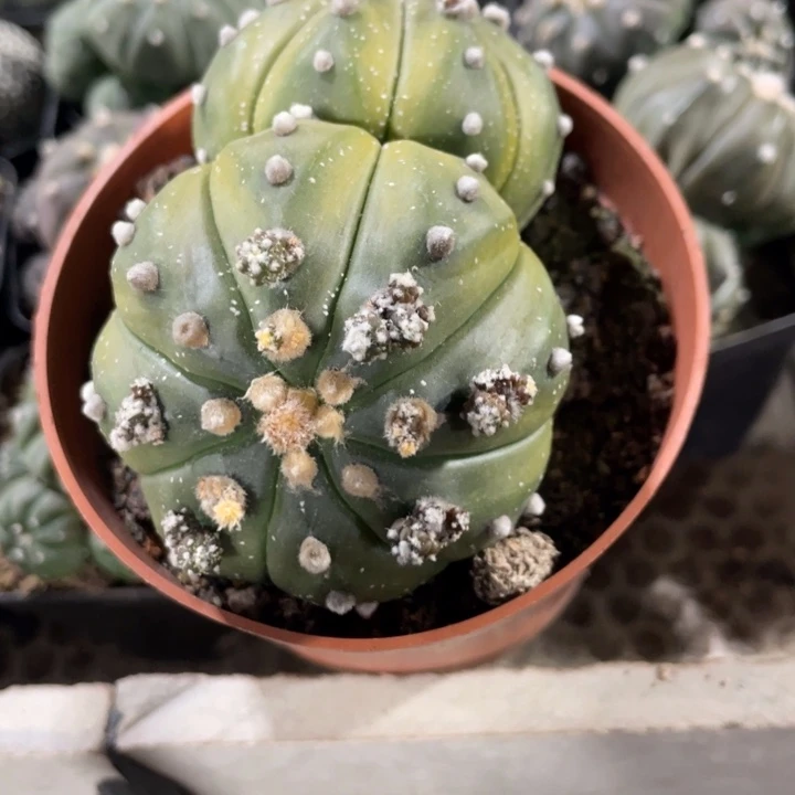 朤****飍实是一颗双头得兜