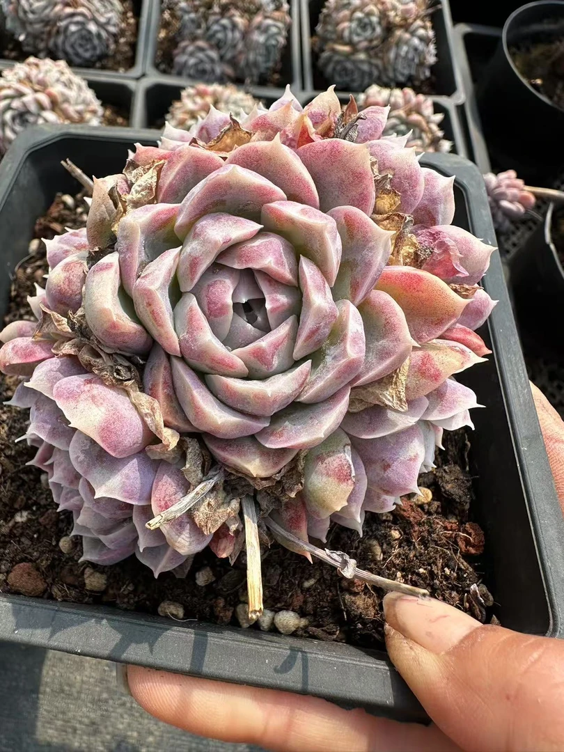 12#幻彩群生前男友精品多肉SM0027