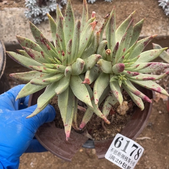 178号伊静思多肉植物