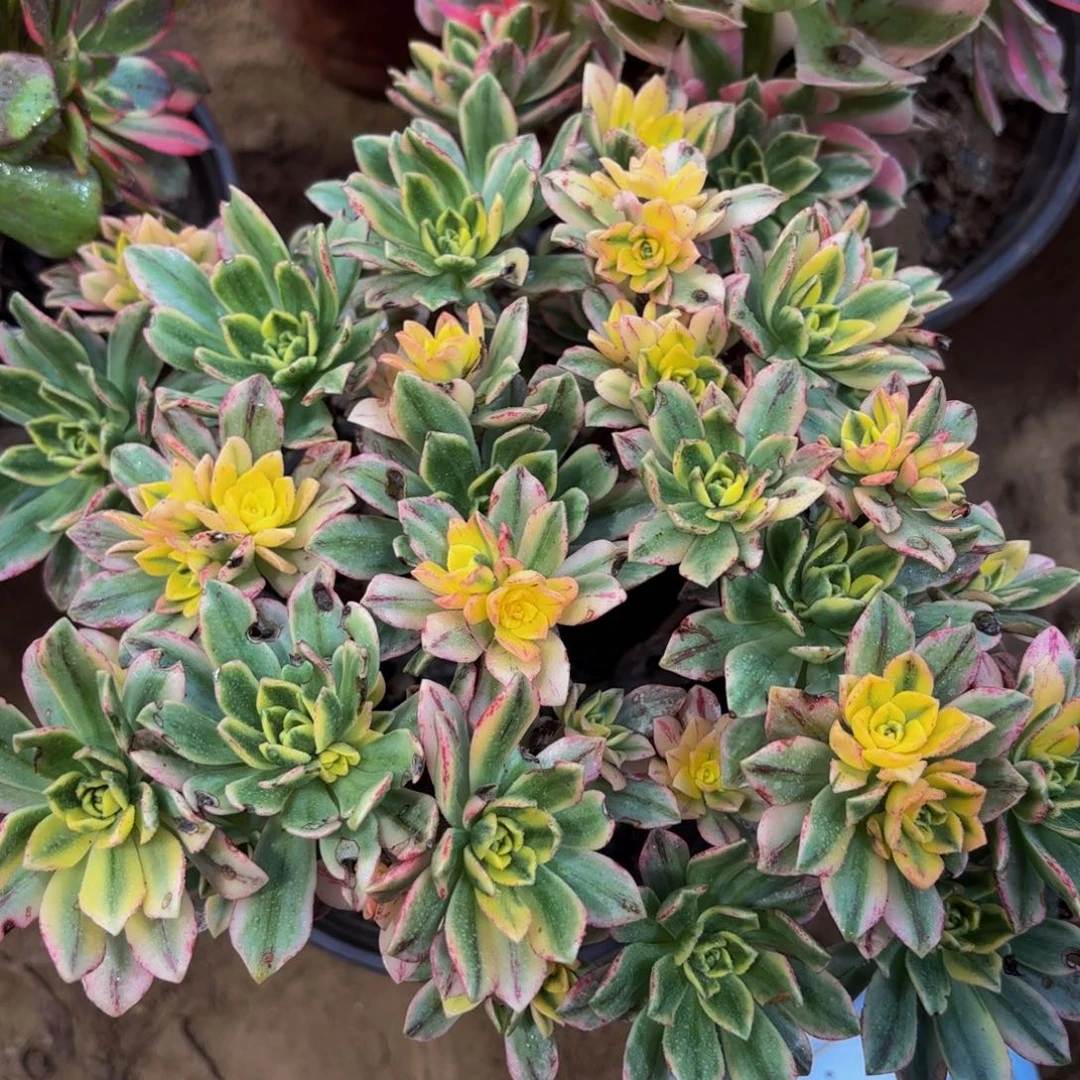 七彩甜茶9.9木质老桩