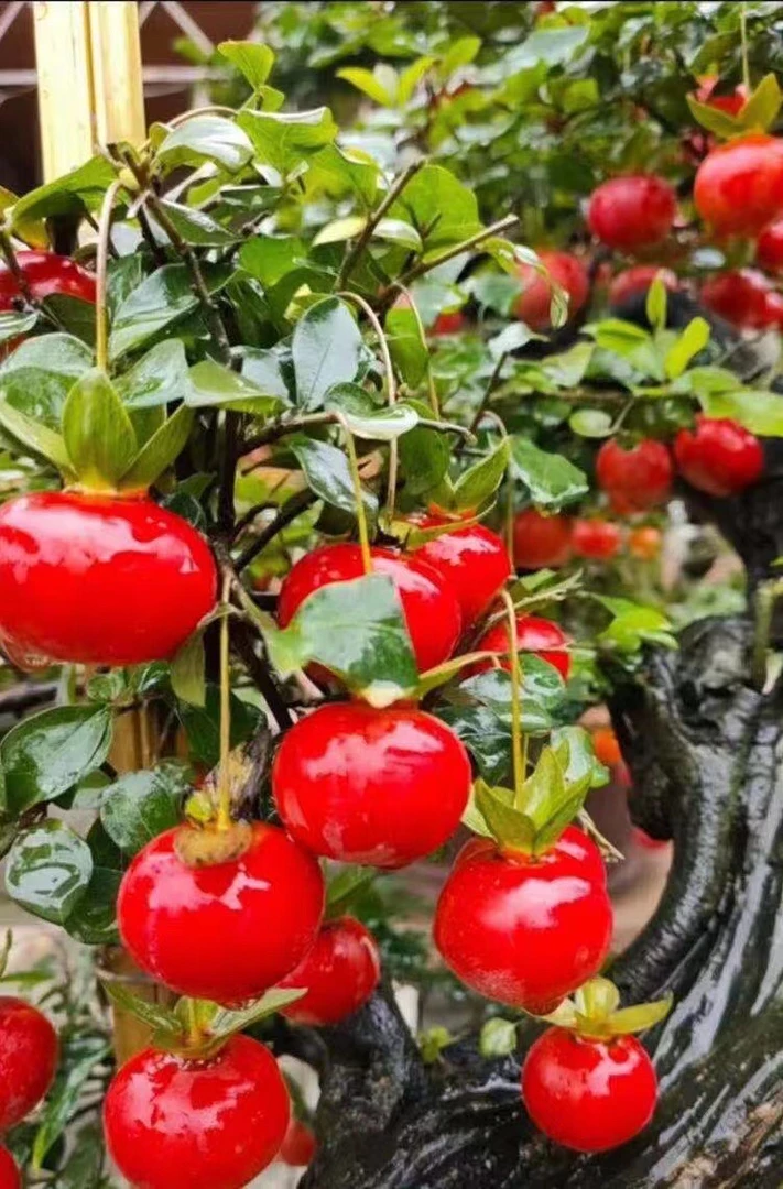 金弹子红心血红扁果枝条10刀