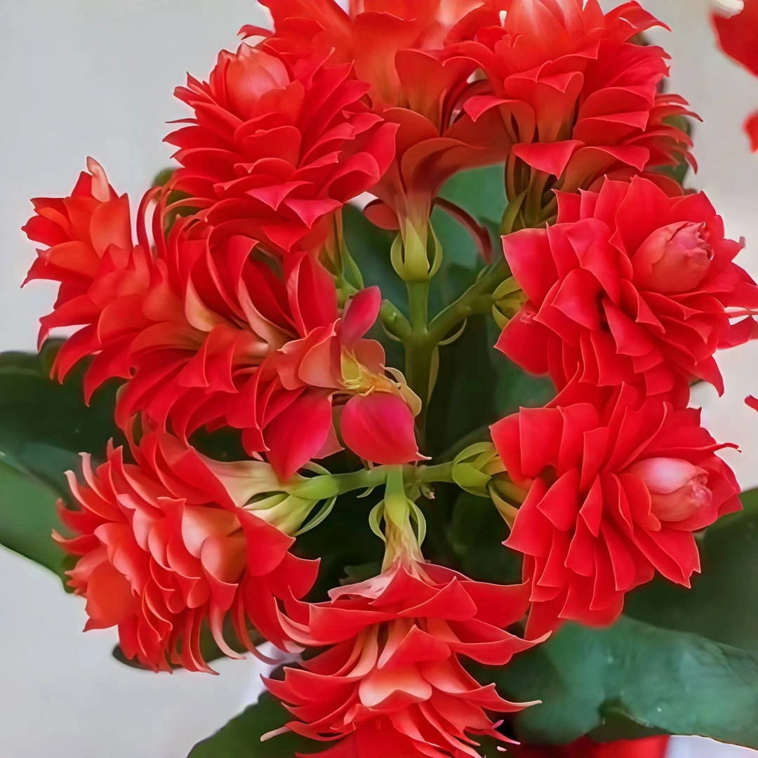 红颜长寿花苗【带原土发货】桌摆盆栽绿植大花卉新品种四季开花混色