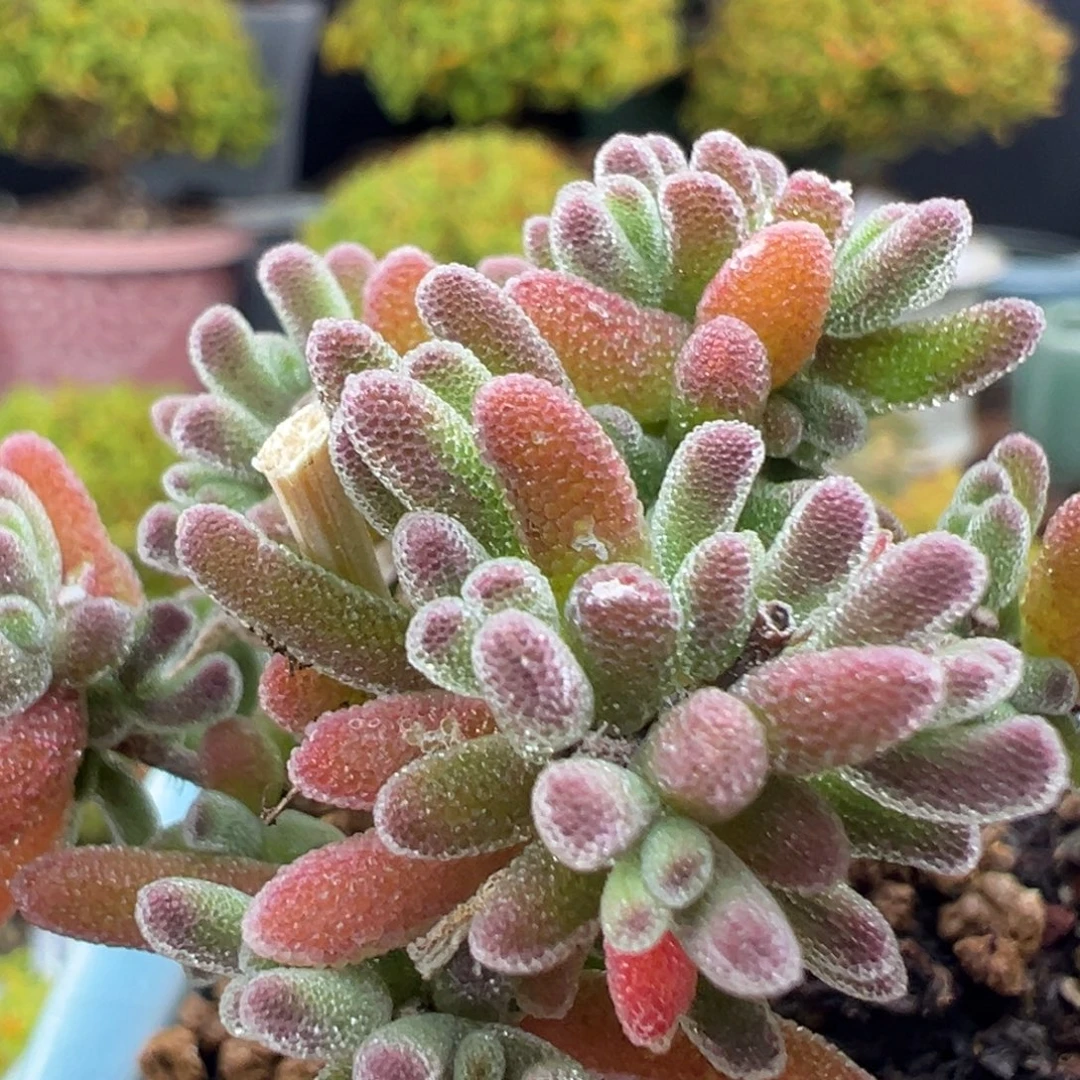 u812荔枝糯米糍带盆价冠幅5cm
