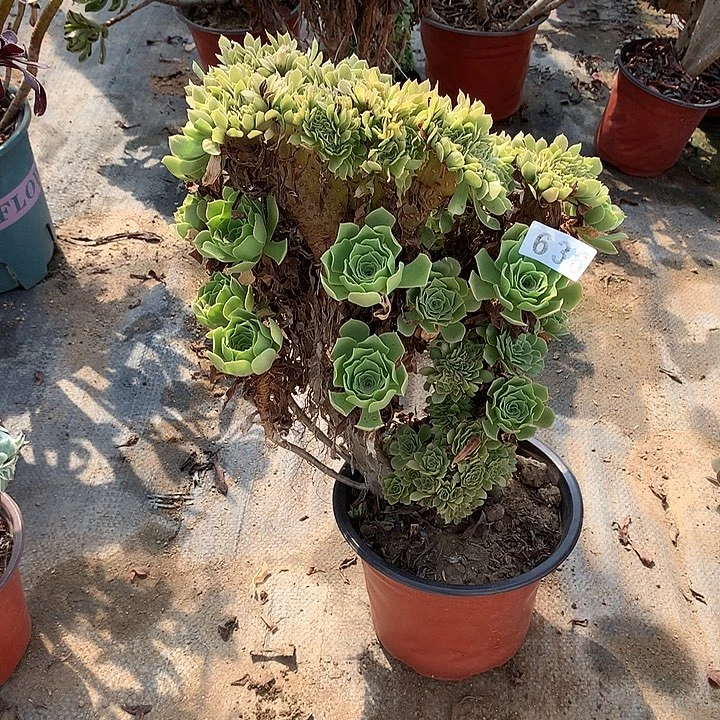 多肉植物绿羊绒缀636号