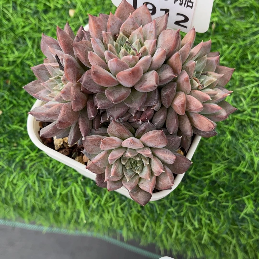 多肉植物1912……….mmmm