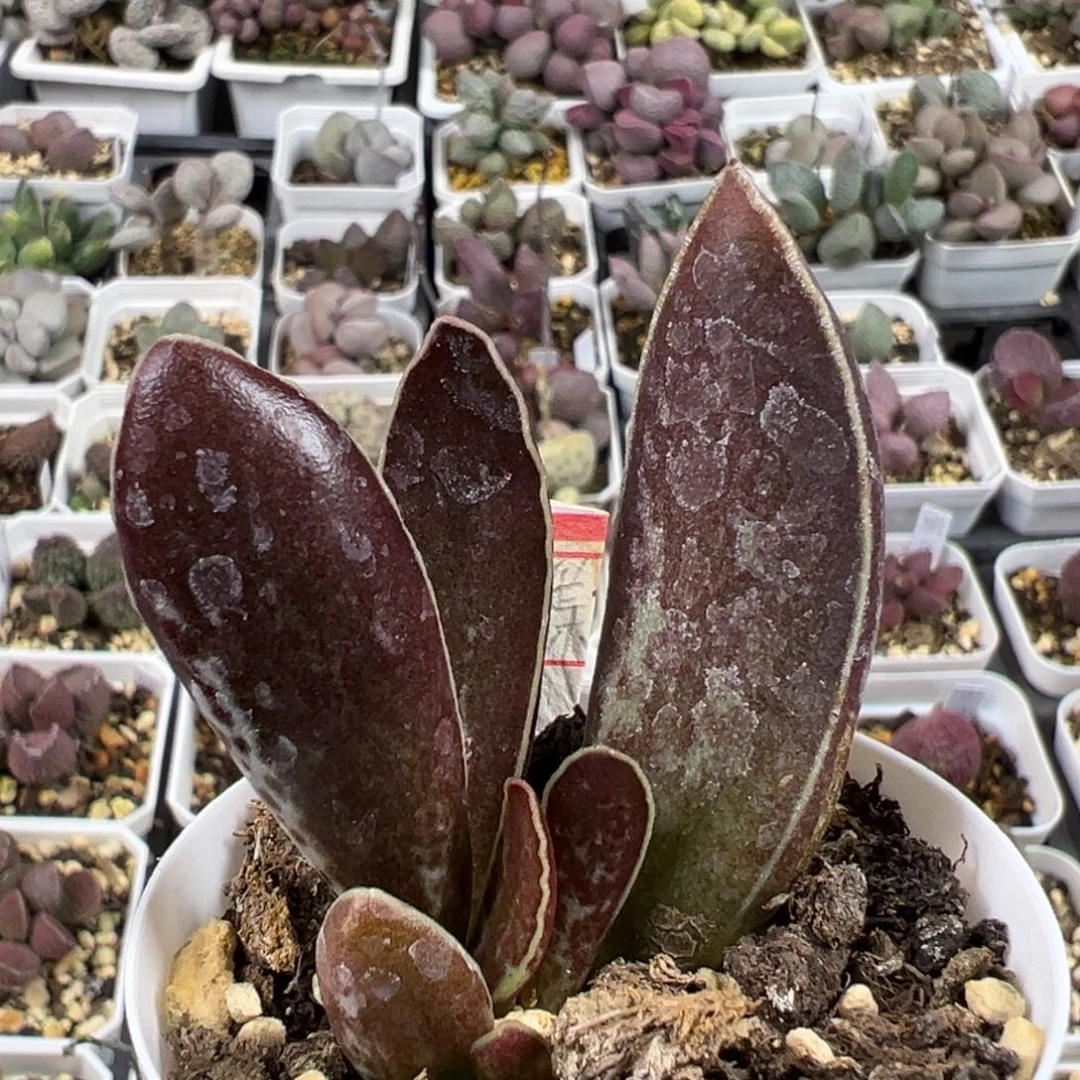 雨蝶多肉植物水泡有干疤特价