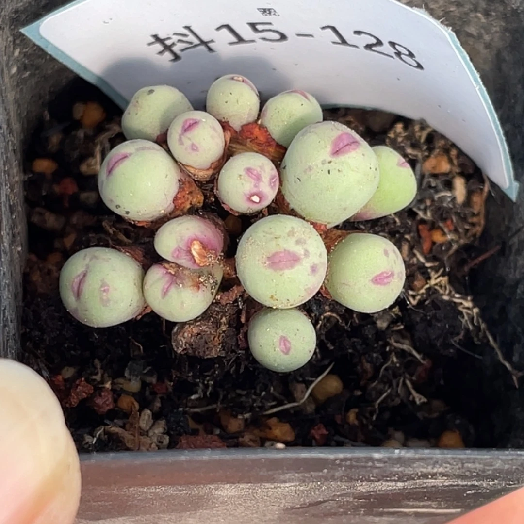 一***灰15-128肉锥多肉植物