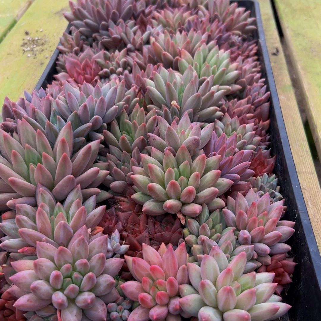 宋***姐281多肉葡萄的价格是多少呢笑