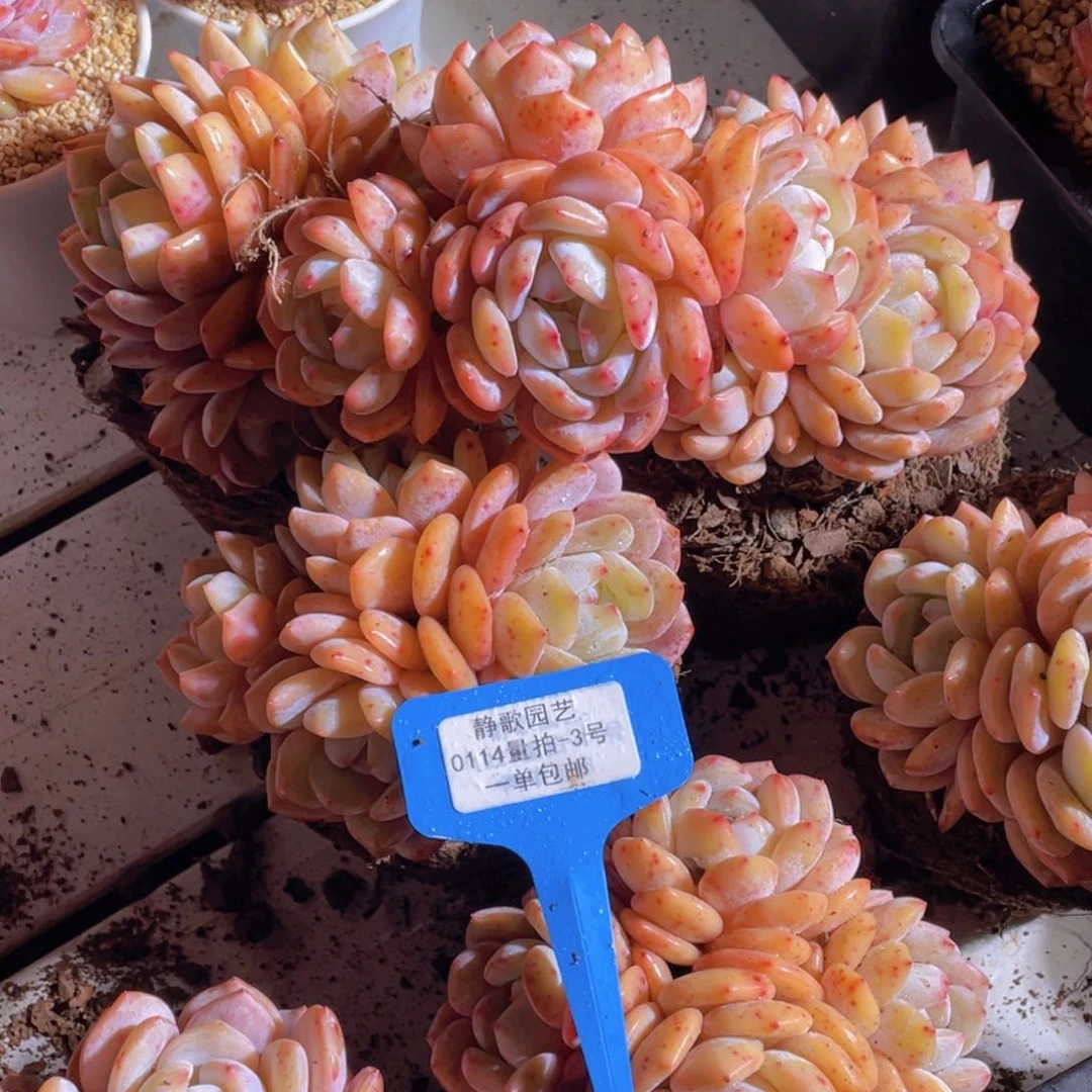 0114-3-大群四头雪天使福利一颗