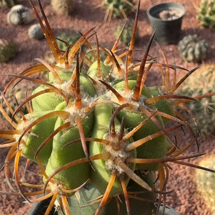 太阳之球666666666