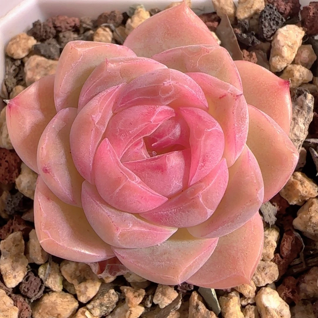 多肉0102-183糖心