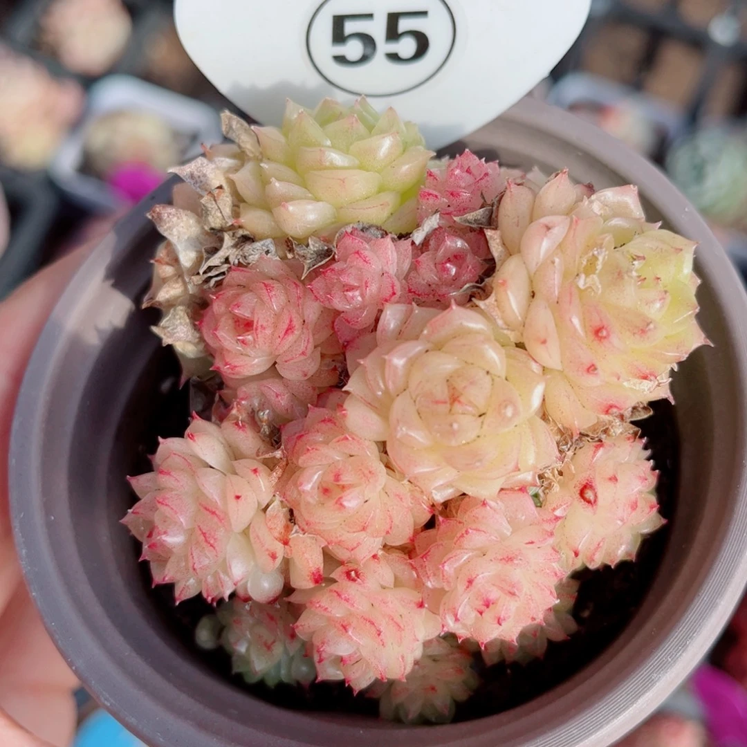 55号小老桩麦秆群不包整