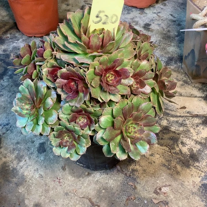 520红丝绒多肉一物一拍～