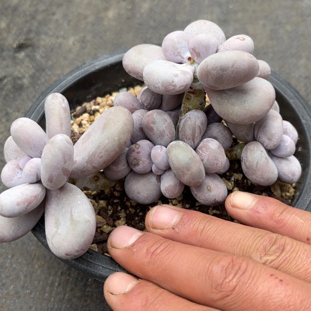 冥****37377353355353