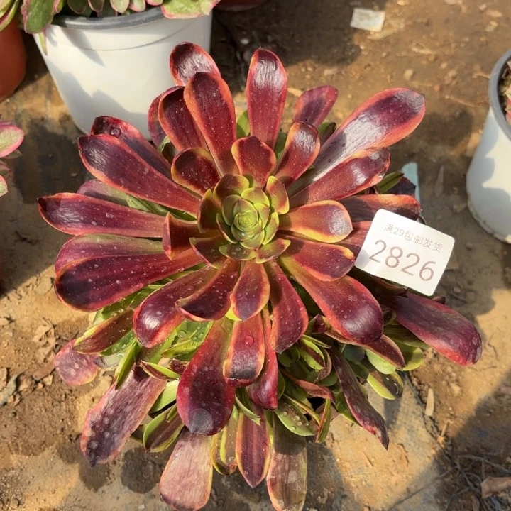 欧佳丽多肉法师2826