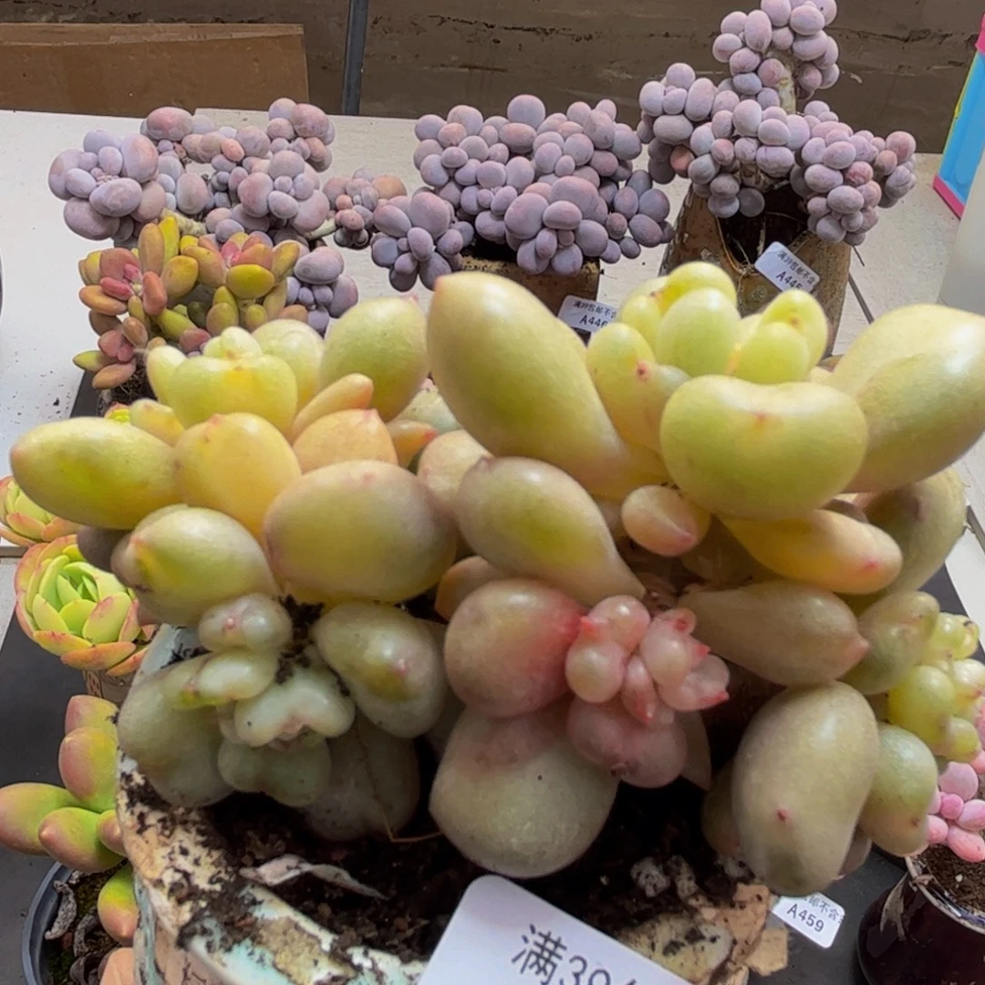 467/10cm比尔盖茨多肉植物