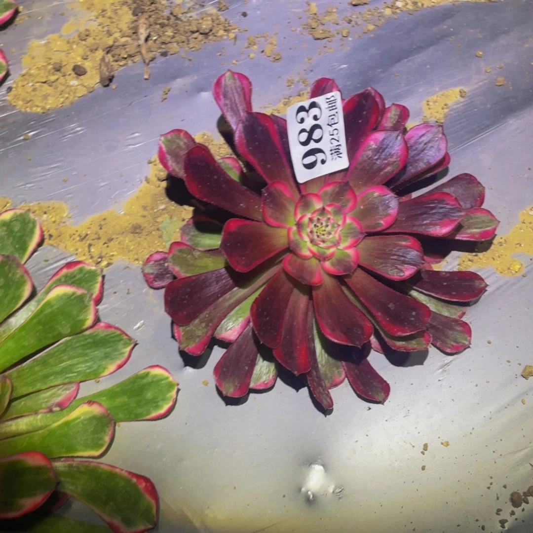 霁月多肉植物多肉植物983