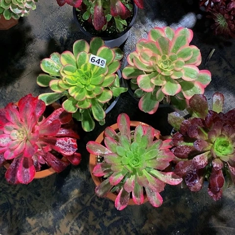 6颗小手捧649脱土发货