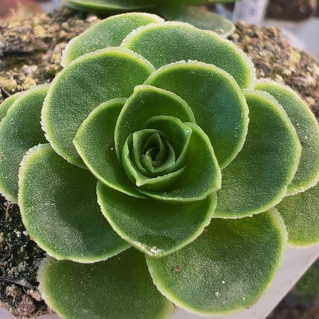 朱003 花火烟火X绝色。多肉