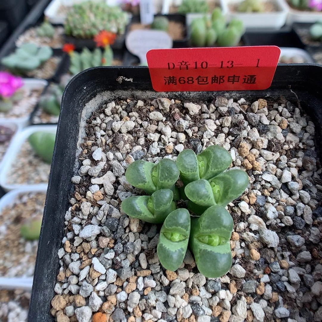 10-13-1  风铃一群