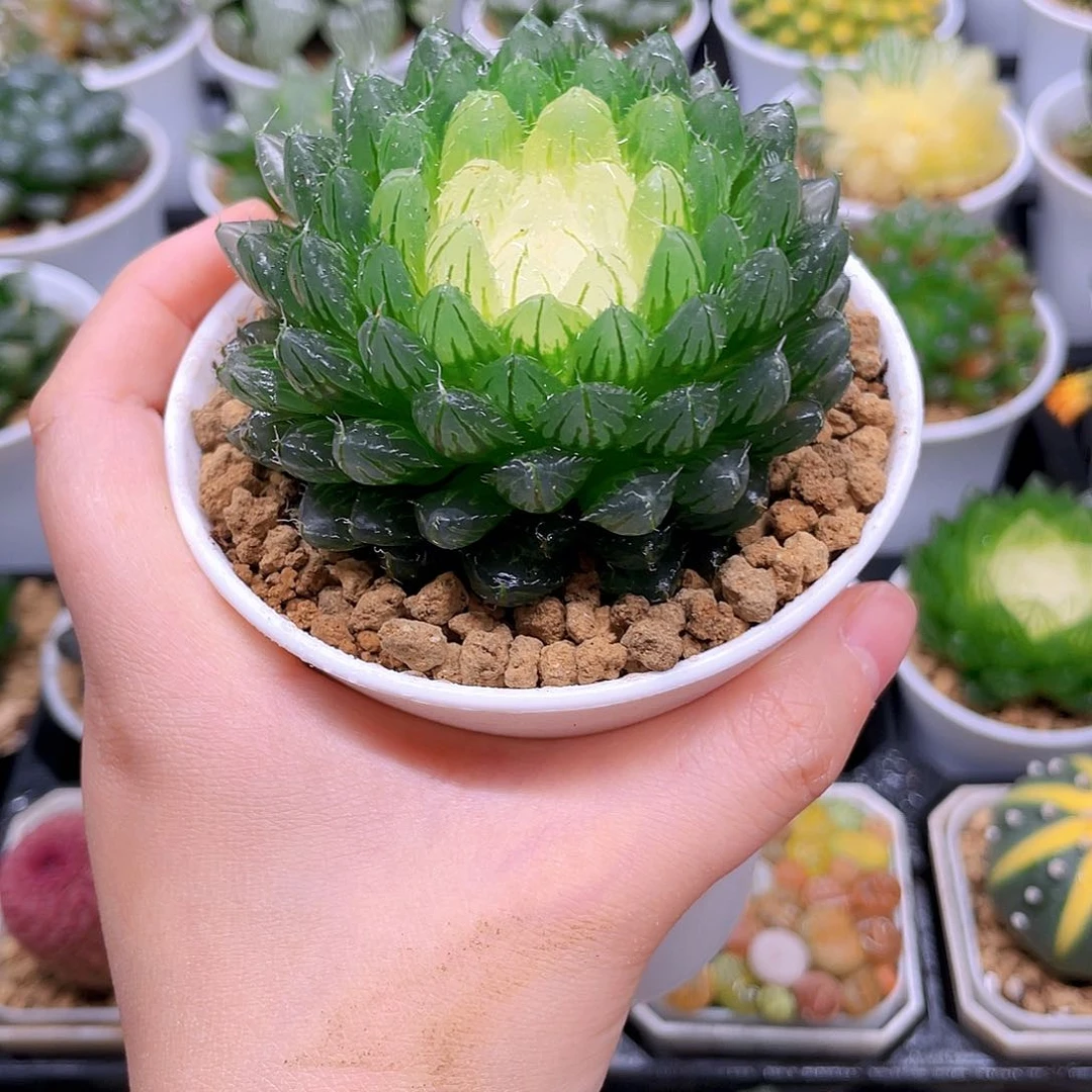 翠云玉露锦，原盆