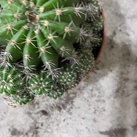 2个精品仙人球，2536899999