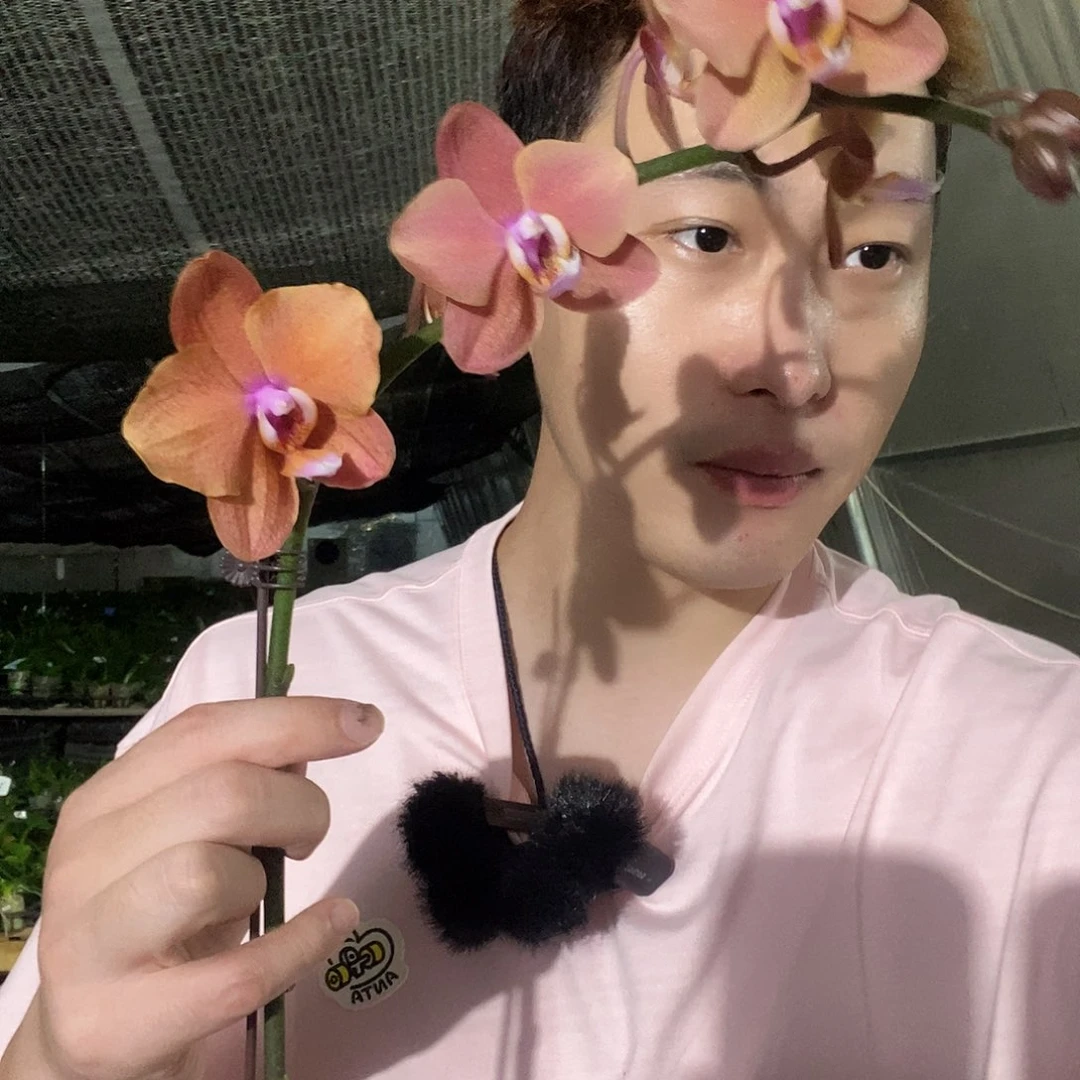 无花朵卡色福利蝴蝶兰